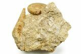 Jurassic Ammonite (Cleistosphinctes) and Sea Snail Fossil - France #367844-1